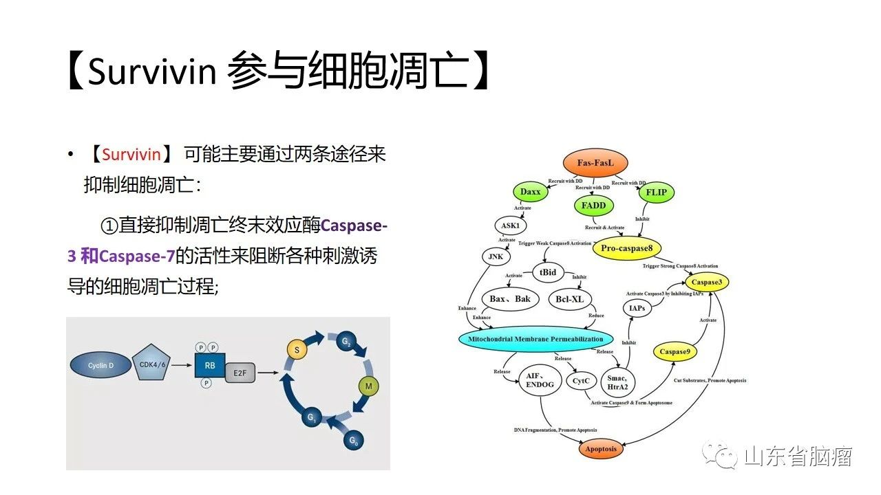 胶质瘤疫苗survaxmsurvivin图解