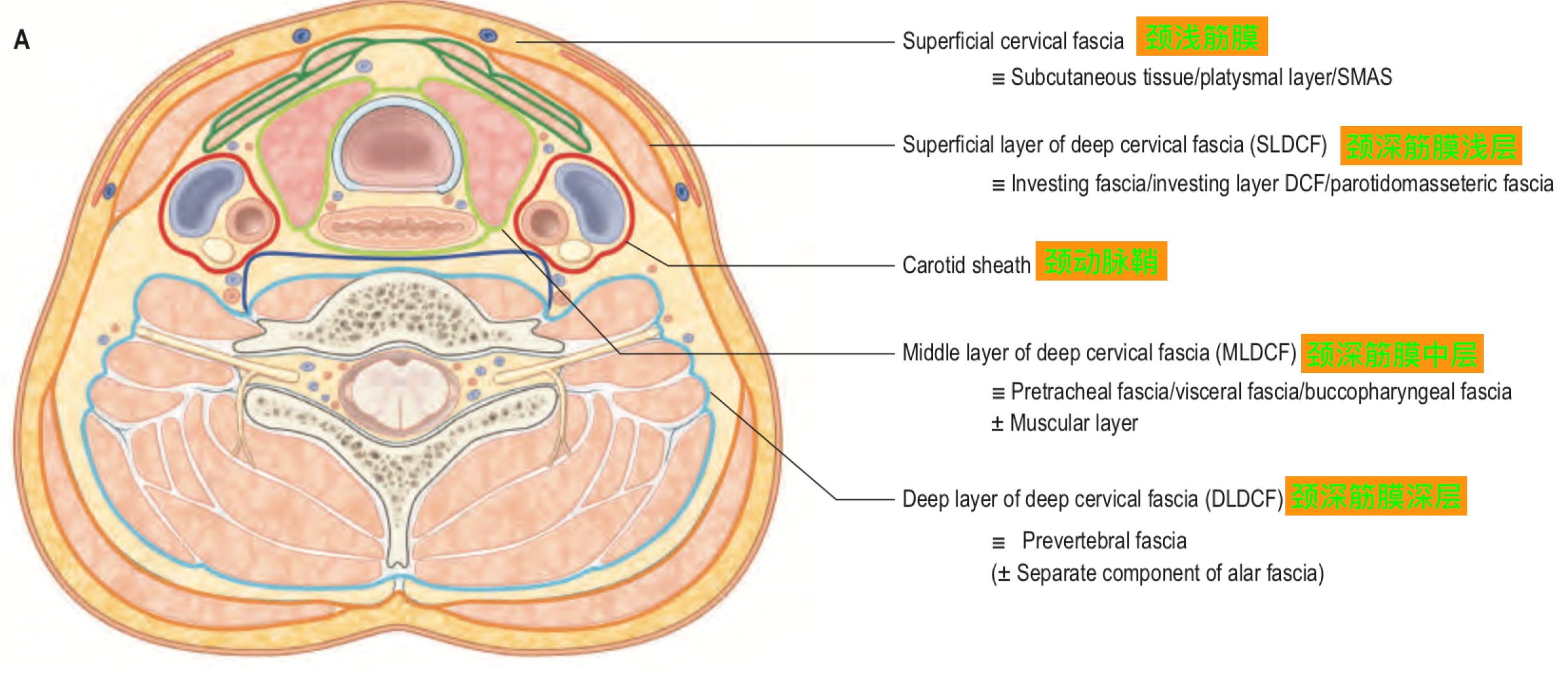 2,颈深筋膜中层颈深筋膜中层常被分为一个包绕着舌骨下肌群的肌层和一