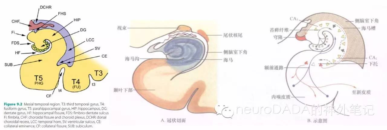 大鼠海马结构解剖图图片
