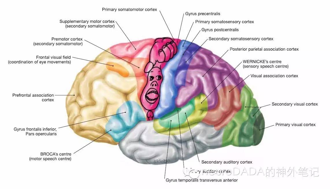 大脑表面解剖与深部投影及其应用一例
