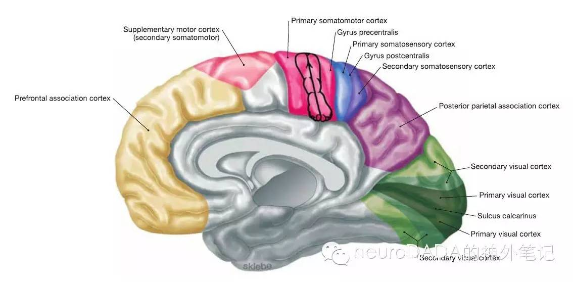 大脑表面解剖与深部投影及其应用一例