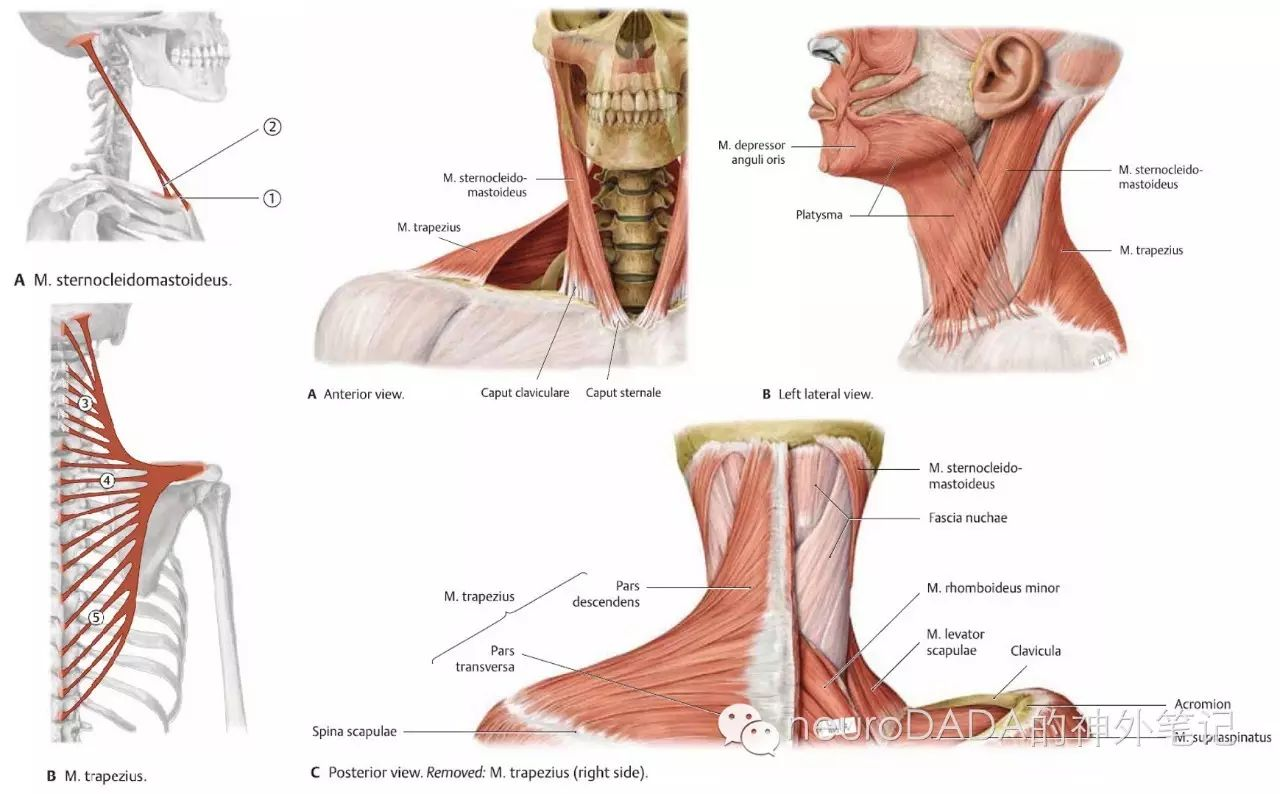 頸闊肌,胸鎖乳突肌,斜方肌1.