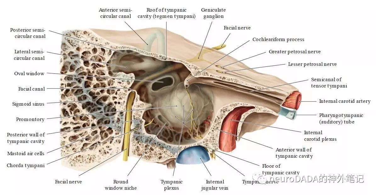 jacobson神经,鼓室丛,岩小神经的关系jacobson神经,arnold神经,中间