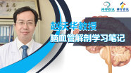 脑血管解剖学习笔记第42期：眼眶解剖