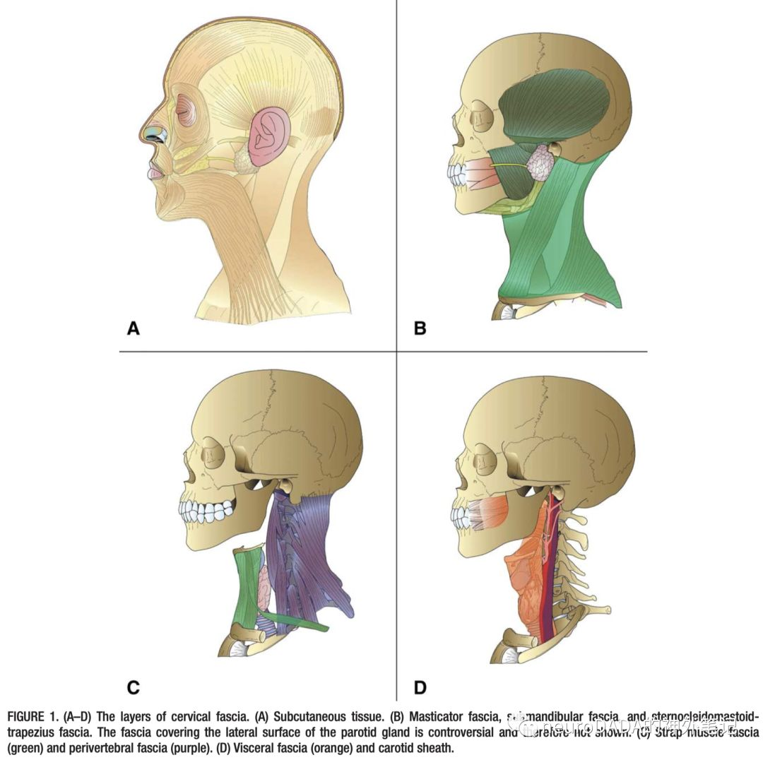 图258 颈肌（侧面观）-人体解剖组织学-医学