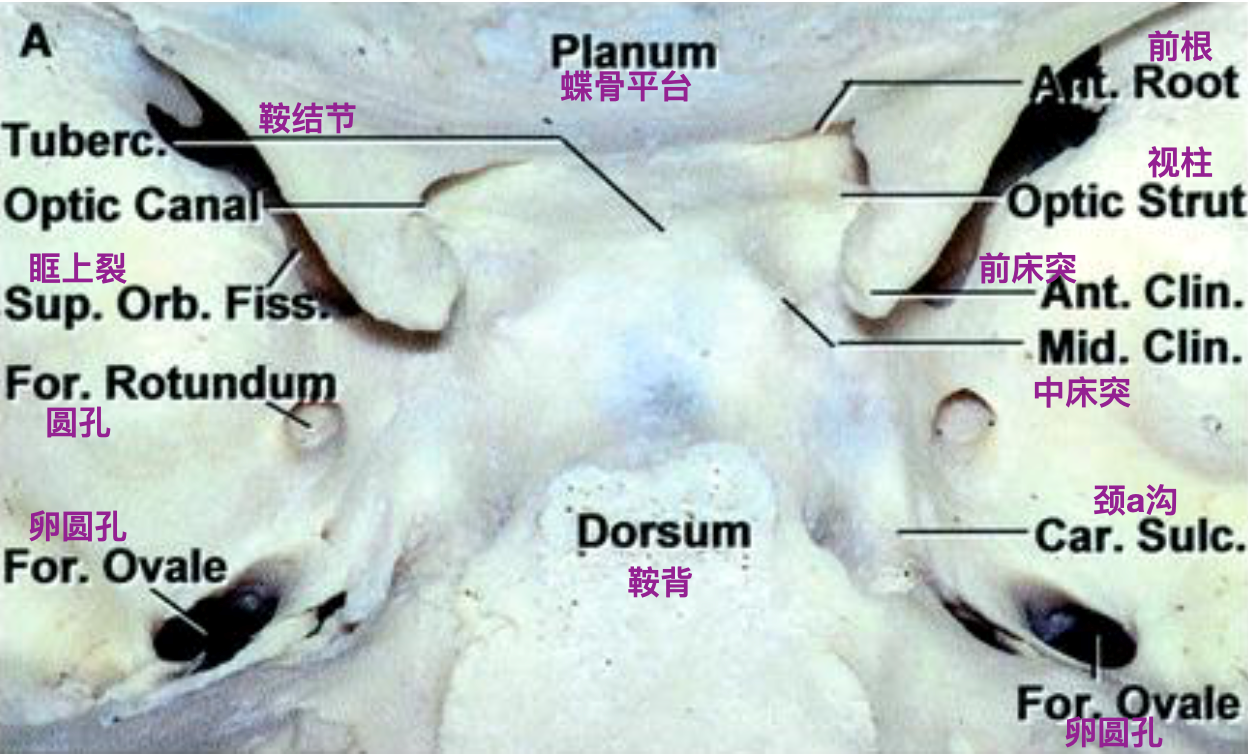 脑血管解剖学习笔记第34期海绵窦区大体解剖