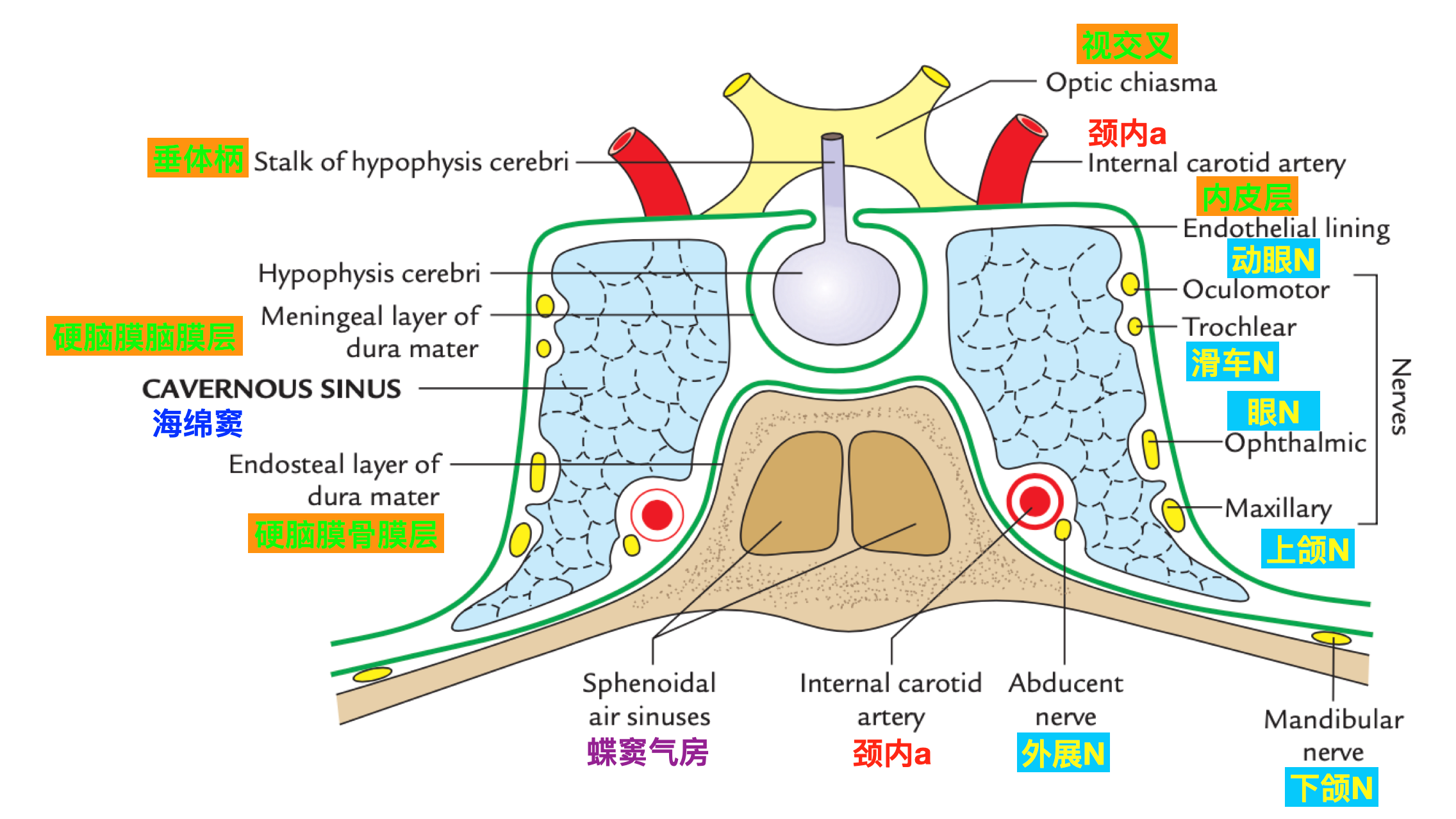 图1-11 经海绵窦的横断层-基础医学-医学
