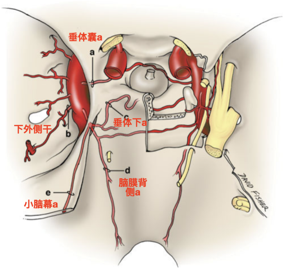 颈内动脉海绵窦段图片