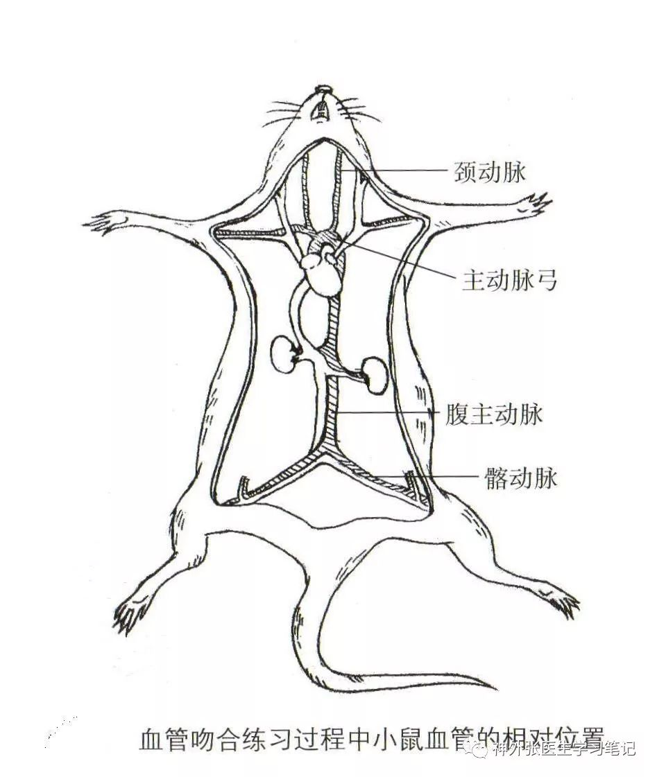 大鼠颈动脉解剖图图片