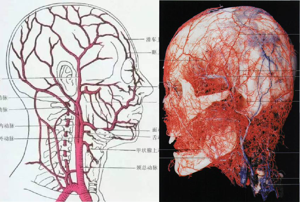 头皮干动脉图片