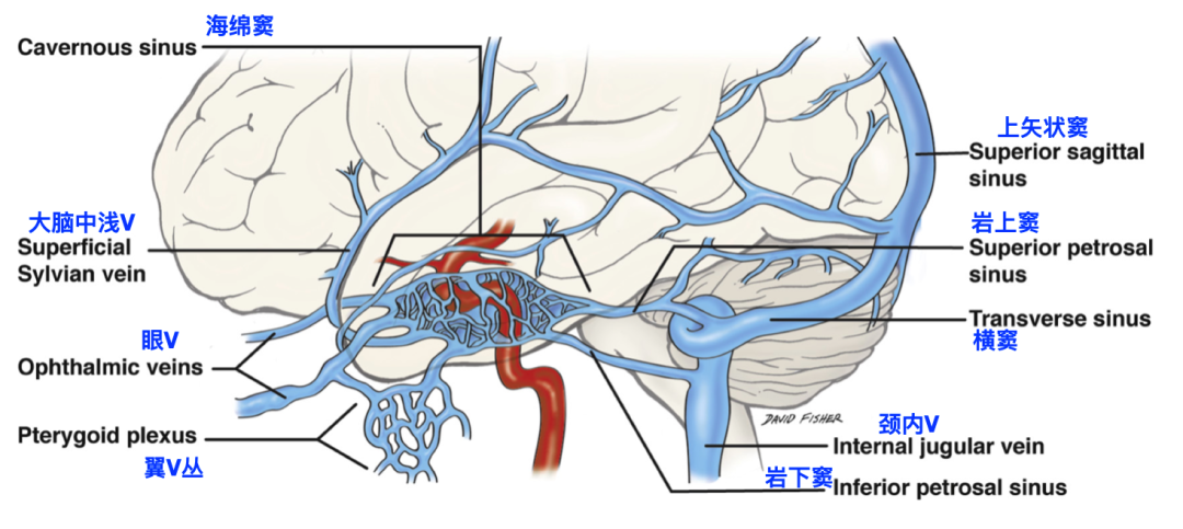 脑血管解剖学习笔记第39期海绵窦区的静脉通路