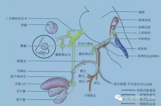 面神經的解剖知識總結