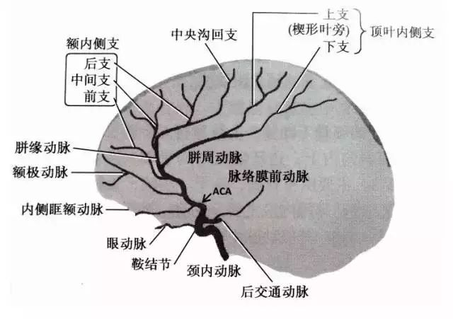 大脑动脉分布图图片