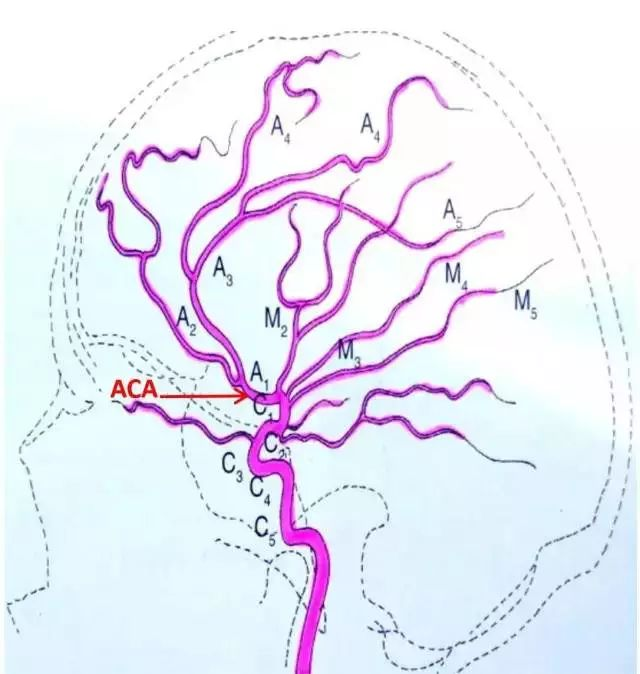 大脑前动脉的分段图解