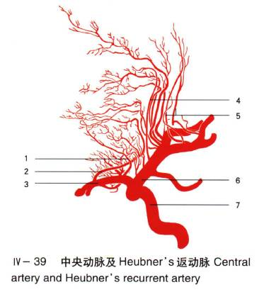 大腦中動脈的分段圖解