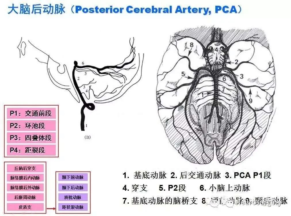 脉络膜后动脉解剖图图片