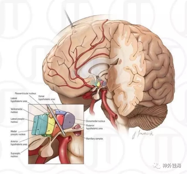 下丘脑核团模式图图片