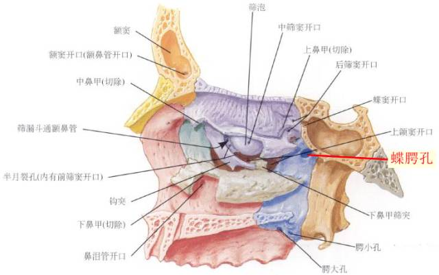翼管解剖图片