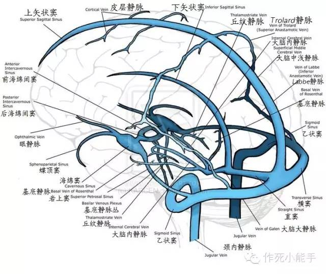 大脑静脉系统的解剖与影像