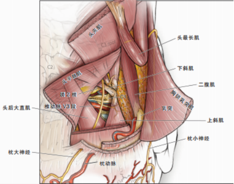 枕動脈從枕動脈溝外側向上斜肌走行,以及從枕動脈溝內側向二腹肌的後