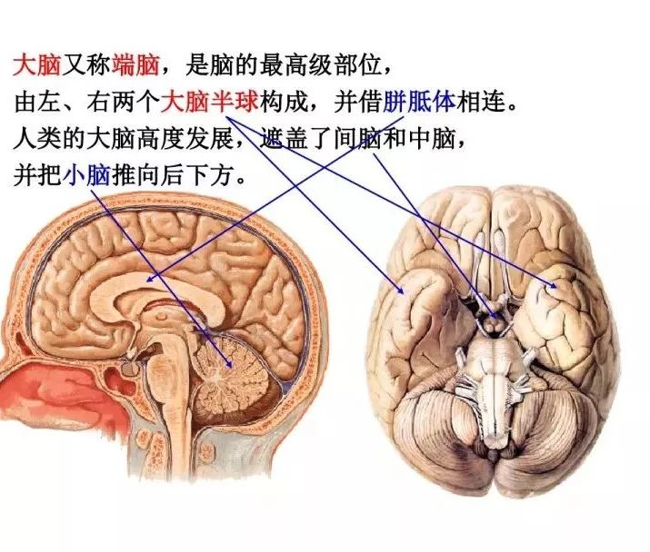 额叶在大脑的位置图片图片