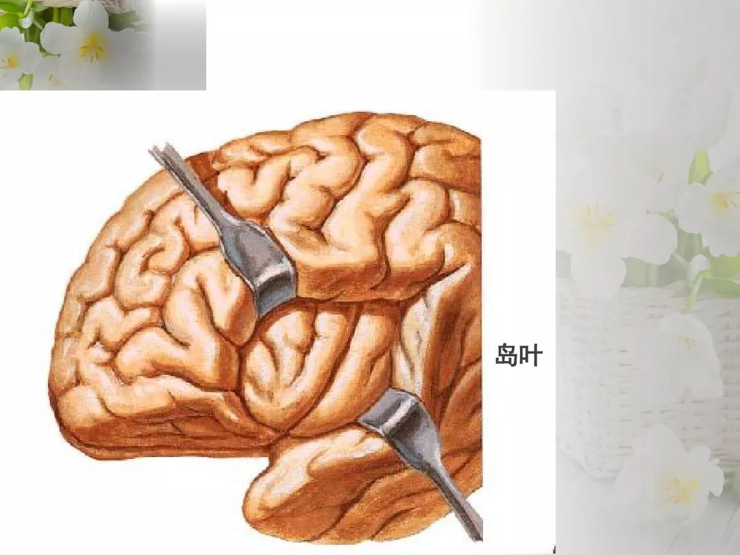 图5-4-10 大脑半球内侧面的动脉-基础医学-医学