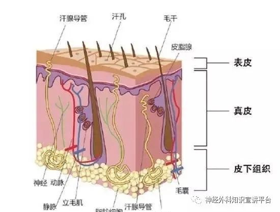 头部皮肤解剖图图片