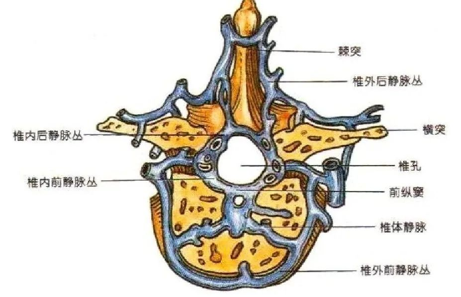 椎间孔的构成图片