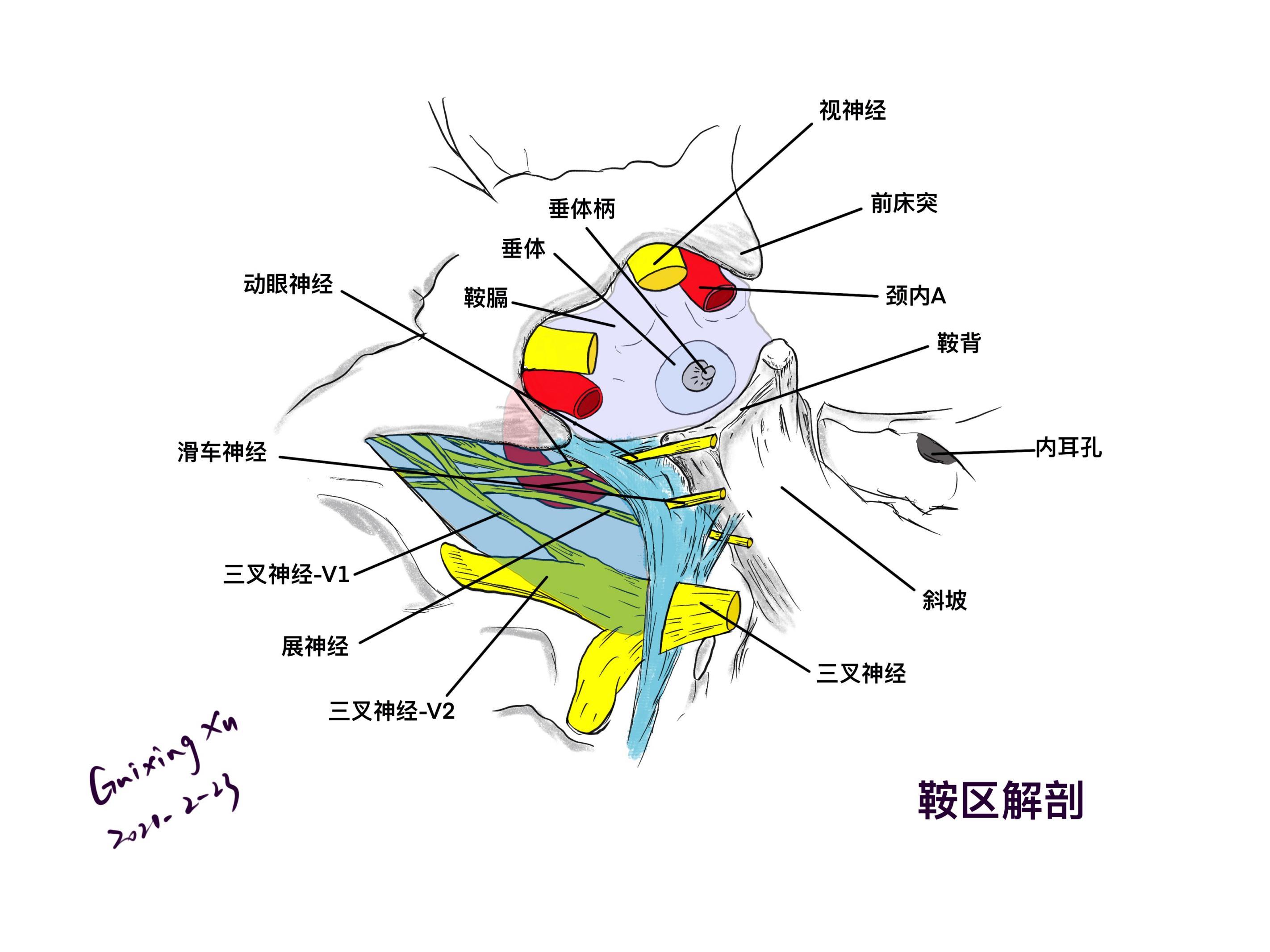 鞍区解剖结构图片