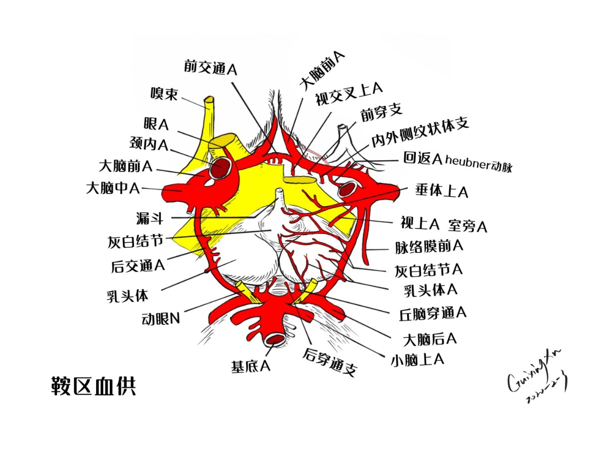 鞍区解剖结构图片