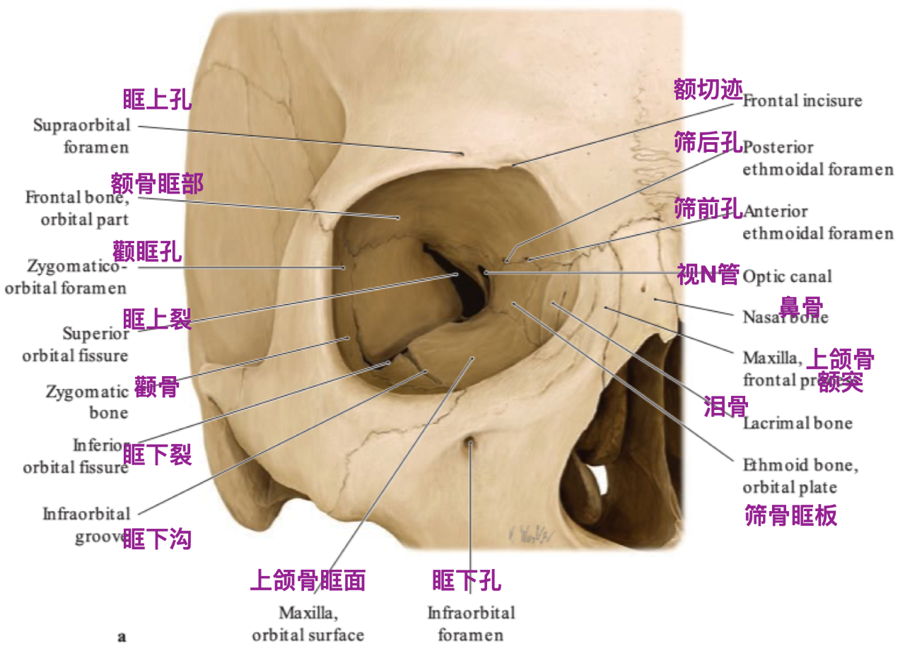 眼眶结构解剖图图片