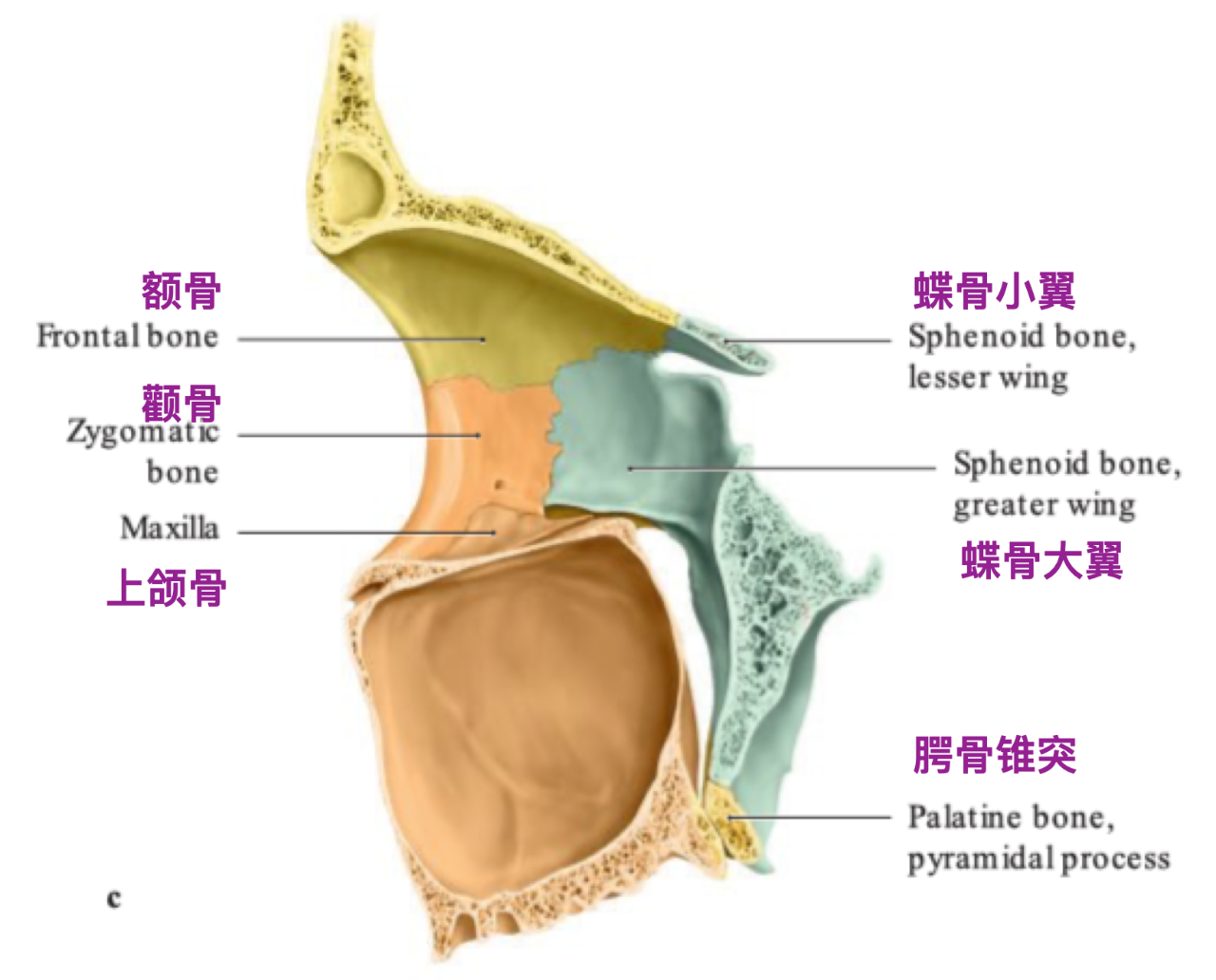 右侧眼眶骨性结构内侧面观示意图(schuenke 2016)