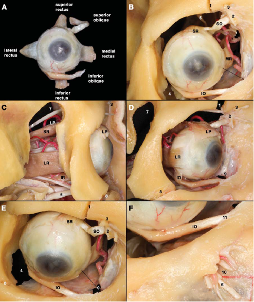 眶部的顯微解剖