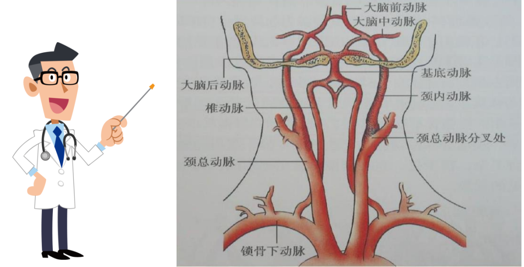 椎动脉解剖图分段图片