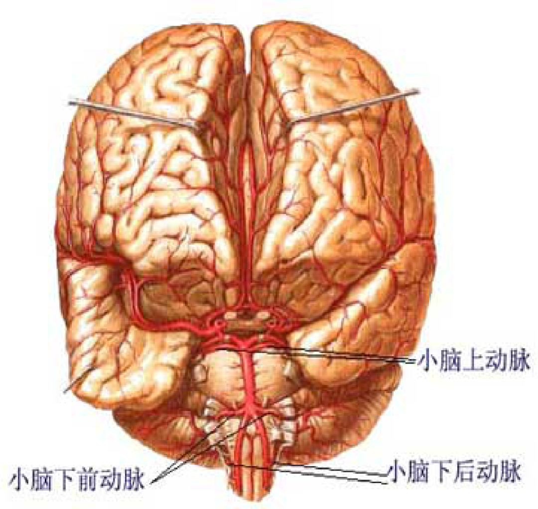 腦實質內外動脈均有神經纖維分佈腦動脈內膜有豐富的內彈力膜,中,外膜