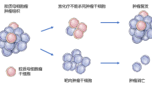 【GBM前沿】抑制胶质母细胞瘤干细胞线粒体活性氧促进肿瘤发生发展