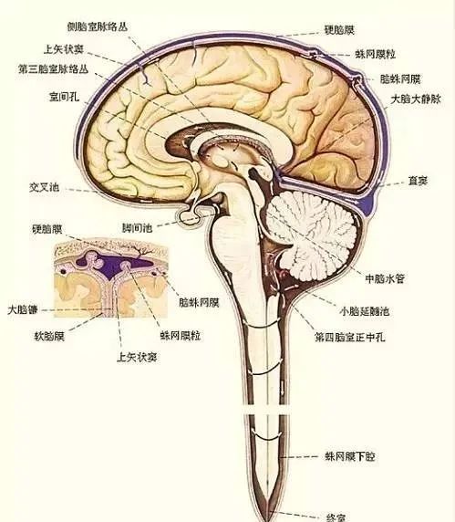 脑部分水岭解剖图片