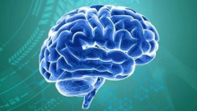 【脑肿瘤前沿】PTEN上游开放阅读框编码的小肽MP31抑制胶质瘤细胞乳酸代谢
