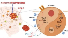 【脑肿瘤前沿】脑瘤低氧环境抑制γδ T细胞介导的抗肿瘤免疫