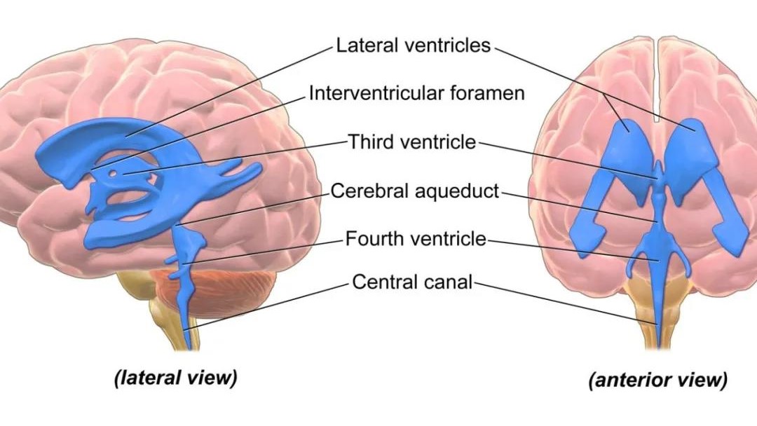 【神外解剖学】脑室解剖详解