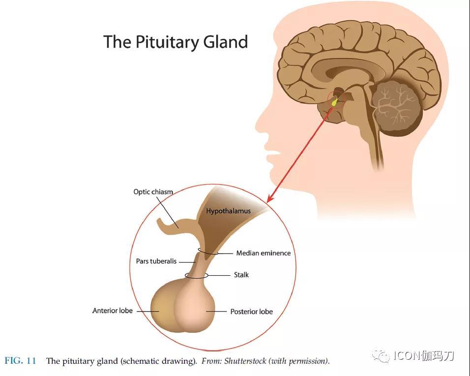 脑垂体前叶图片